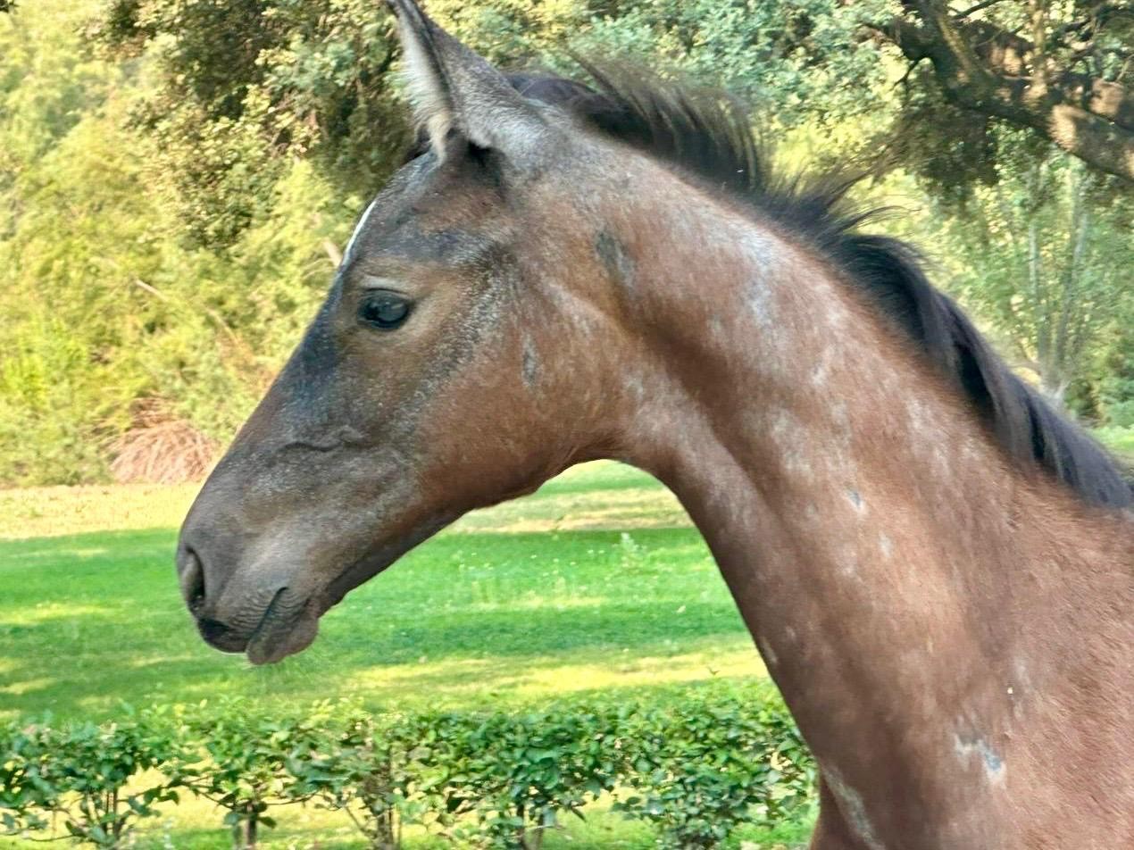 horse